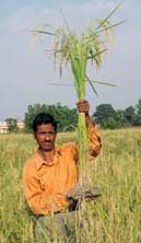 Brief: Doubling Paddy Productivity